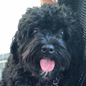 Meet your Posher, Caroline